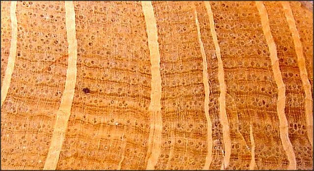 Plant Fossil Petrified Wood, Oak, Polished