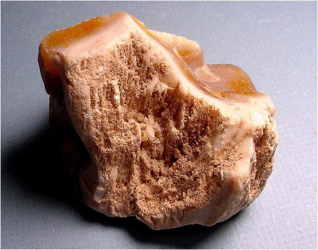 Plant Fossil Petrified Wood-Opalized