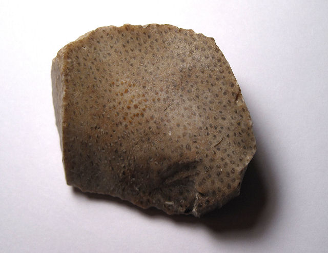 Plant Fossil Petrified Wood, Palm, Louisiana