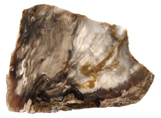 Plant Fossil Petrified Wood Slab