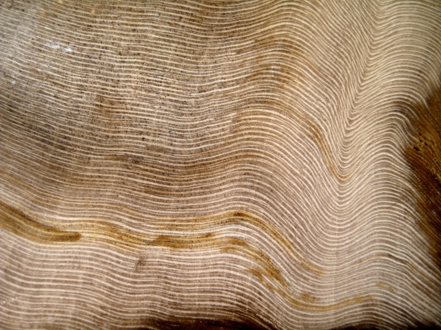 Plant Fossil Petrified Wood, Slab