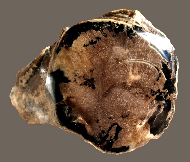 Plant Fossil Petrified Wood With Rings-Polished