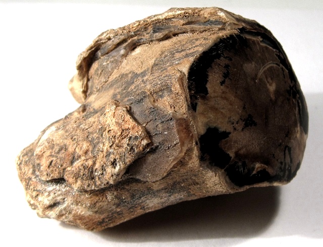 Plant Fossil Petrified Wood With Rings-Polished