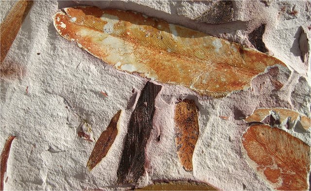 Plant Fossil Plant Fern Leaves, Glossopteris, Dunross, Australia