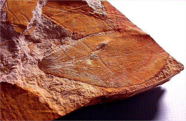 Plant Fossil Plant Fern Leaves, Glossopteris, Dunross, Australia