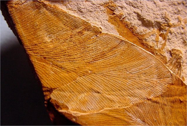 Plant Fossil Plant Fern Leaves, Glossopteris, Dunross, Australia