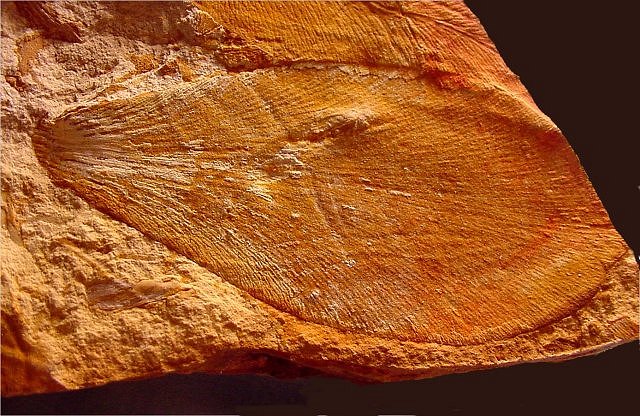 Plant Fossil Plant Fern Leaves, Glossopteris, Dunross, Australia