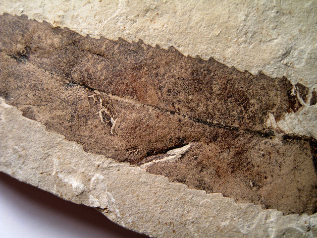 Plant Fossil Plant Leaf, Green River Formation- Eocene Age Douglas Pass, Colorado