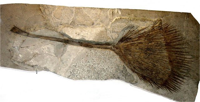 Plant Fossil Plant Leaf, Palmacites Wyoming, Exhibit Museum Of Natural History, University Of Michigan, Ann Arbor, Michigan