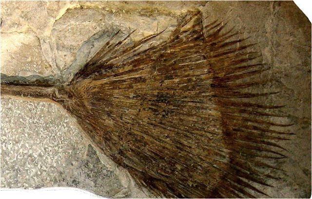 Plant Fossil Plant Leaf, Palmacites Wyoming, Exhibit Museum Of Natural History, University Of Michigan, Ann Arbor, Michigan