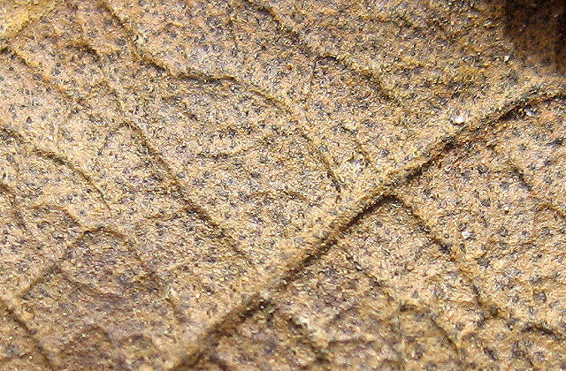 Plant Fossil Plant Leaf, Species And Location Unknown