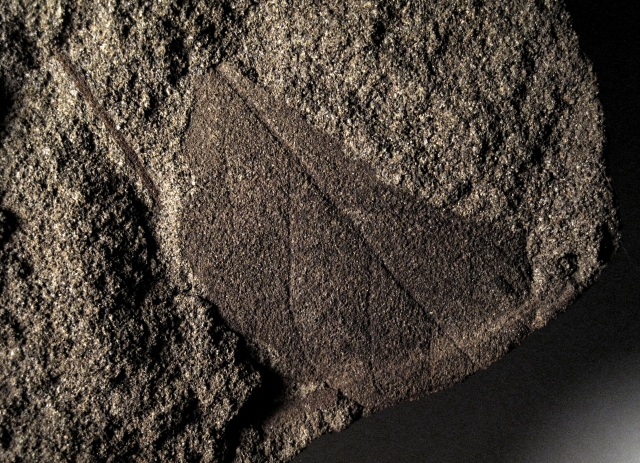 Plant Fossil Plant Leaf, Species Unknown, Arizona