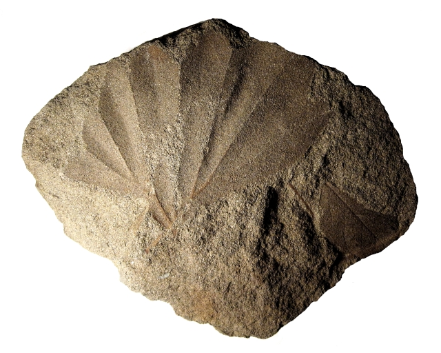 Plant Fossil Plant Leaf, Species Unknown, Arizona, Leaf Is About 4 Inches Across