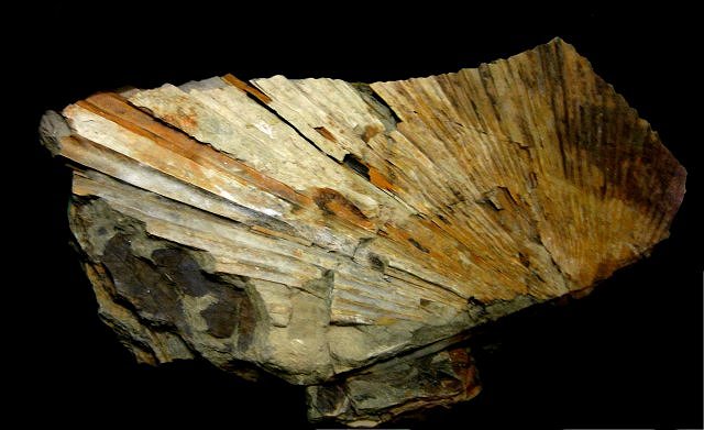 Plant Fossil Plant Leaf, Species Unknown, Washington