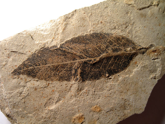 Plant Fossil Plant Leaf,Green River Formation- Eocene Age Douglas Pass, Colorado