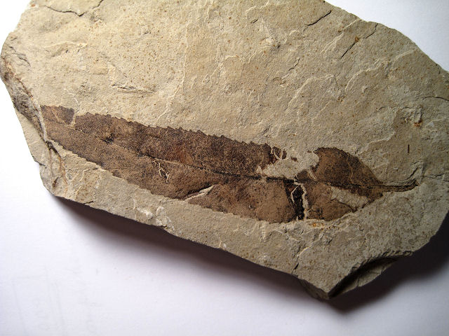 Plant Fossil Plant Leaf,Green River Formation- Eocene Age Douglas Pass, Colorado