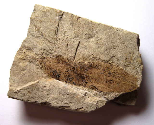 Plant Fossil Plant Leaf,Zelkova Nervosa Green River Formation Rio Blanco, Colorado