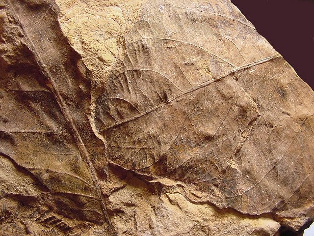 Plant Fossil Plant Leaves, Species Unknown, Chiricahua MTs. Arizona