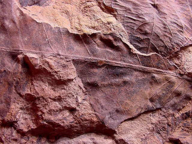 Plant Fossil Plant Leaves, Species Unknown, Chiricahua MTs. Arizona