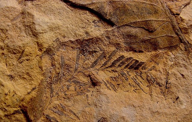 Plant Fossil Plant Leaves, Species Unknown, Chiricahua MTs. Arizona