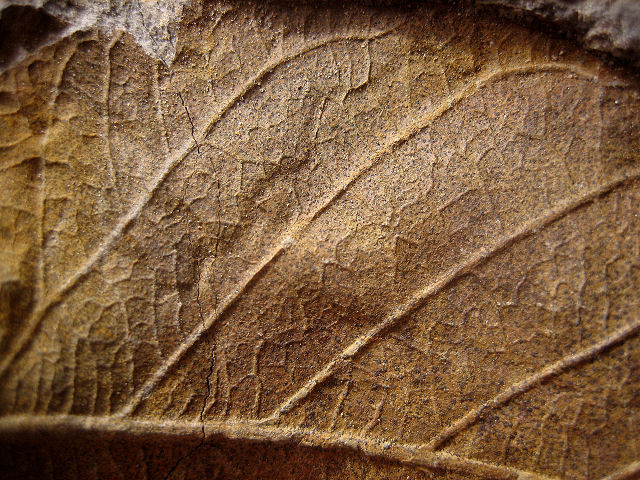 Plant Fossil Plant Leaves, Species Unknown, Chiricahua MTs. Arizona