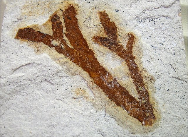 Plant Fossil Plant Stems, Brachyphyllum, Upper Jurassic Solnhofen, Germany,Haus Der Steine,