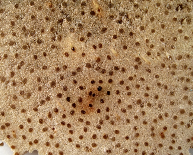 Plant Modern Mexican Palm Cross Section