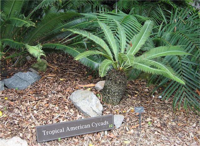 Plant Modern Living Example-Cycad, San Diego Zoo, California