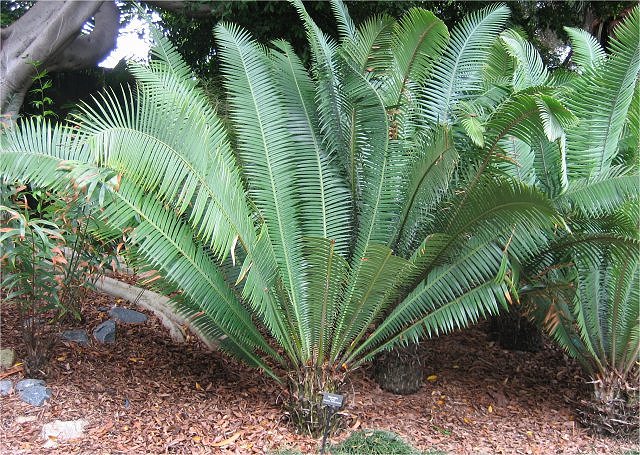 Plant Modern Living Example-Cycad, San Diego Zoo, California