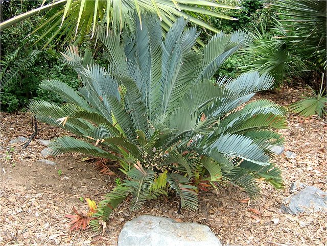 Plant Modern Living Example-Cycad, San Diego Zoo, California