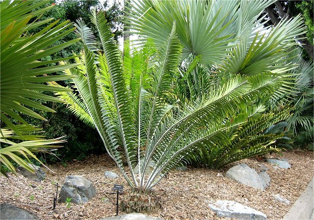 Plant Modern Living Example-Cycad, San Diego Zoo, California