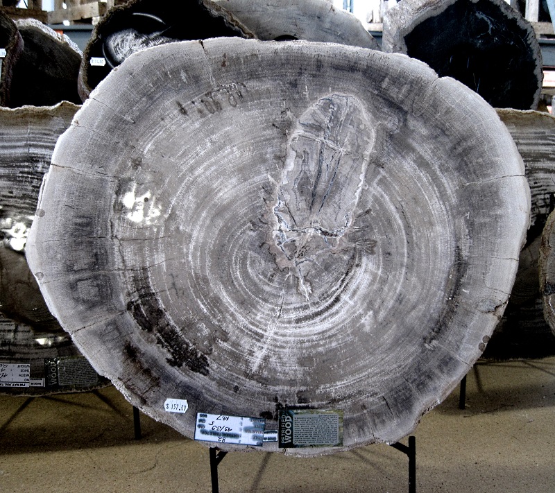 Plant Petrified Wood Cross-Section, Polished Tucson Mineral And Fossil Show 2018