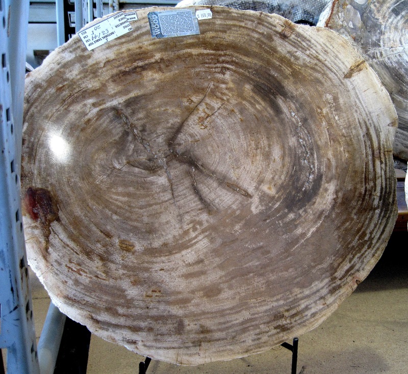 Plant Petrified Wood Cross-Section, Polished Tucson Mineral And Fossil Show 2018