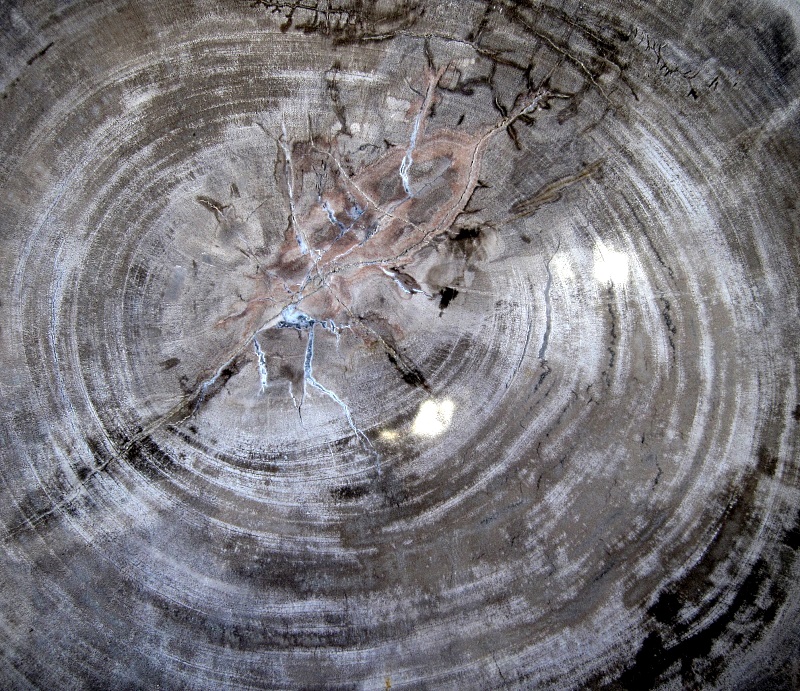 Plant Petrified Wood Cross-Section, Polished Tucson Mineral And Fossil Show 2018