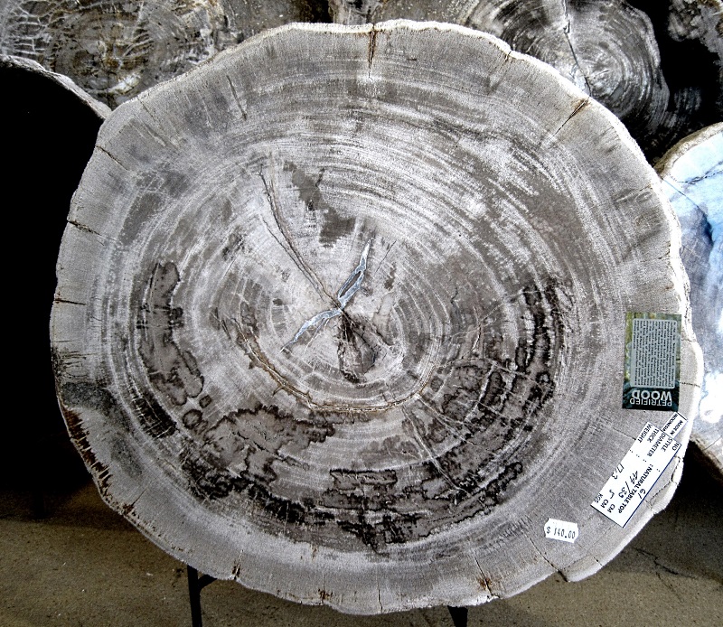 Plant Petrified Wood Cross-Section, Polished Tucson Mineral And Fossil Show 2018