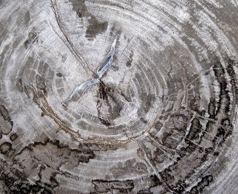 Plant Petrified Wood Cross-Section, Polished Tucson Mineral And Fossil Show 2018