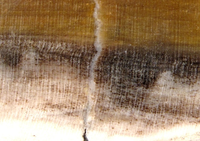 Plant Petrified Wood Slab, Opalized, Polished