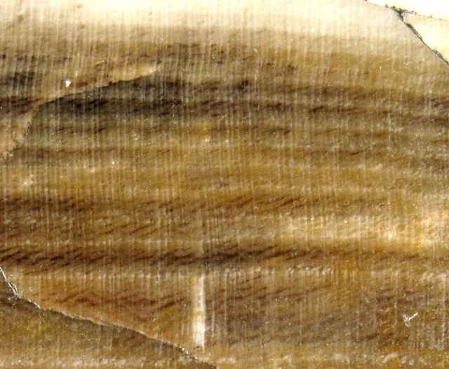 Plant Petrified Wood Slab, Opalized, Polished