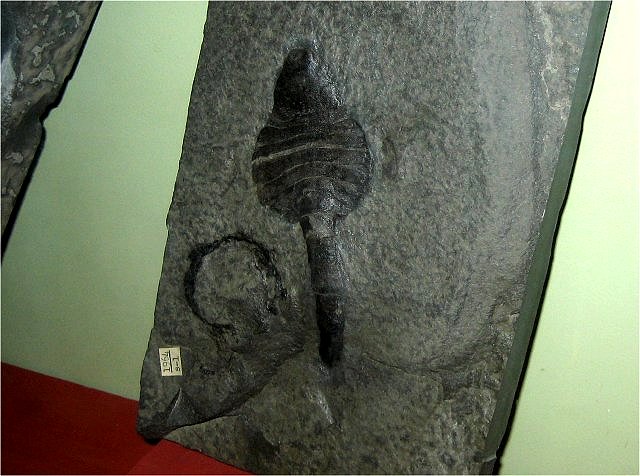Scorpion Fossil Carbon Impression. Paracarcinosoma Scorpionis Ontario, Canada Silurian, Exhibit Museum Of Natural History University Of Michigan, Ann Arbor, Michigan