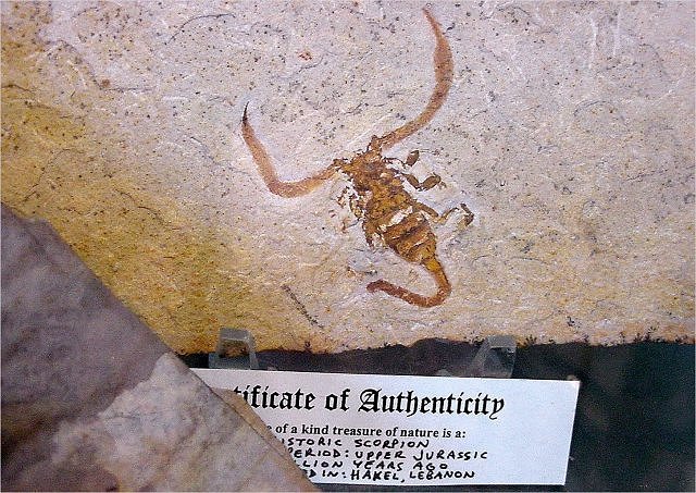 Scorpion Fossil Impression Of Scorpian, Upper Jurassic, Hakel Lebanon, Wonders Of The World