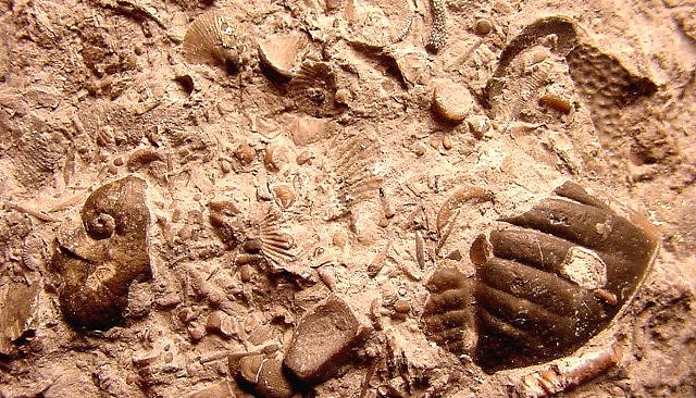 Sea Bottom Fossil Assemblage, Multitude Of Fossils