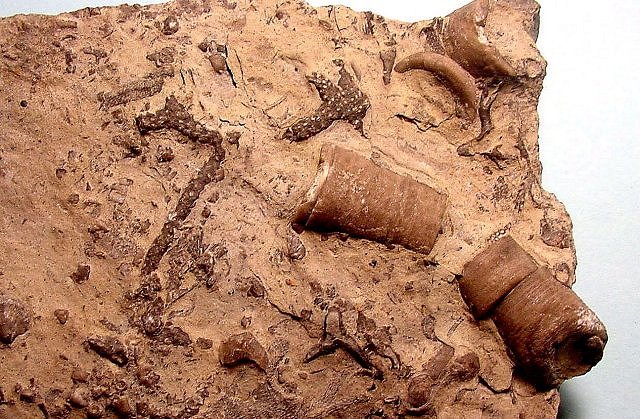 Sea Bottom Fossil Assemblage, Multitude Of Fossils