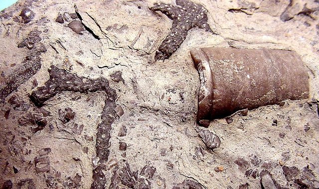 Sea Bottom Fossil Assemblage, Multitude Of Fossils
