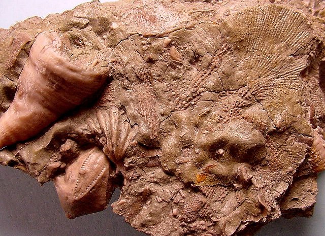Sea Bottom Fossil Assemblage, Multitude Of Fossils