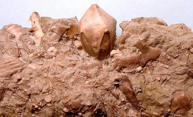 Sea Bottom Fossil Assemblage, Multitude Of Fossils