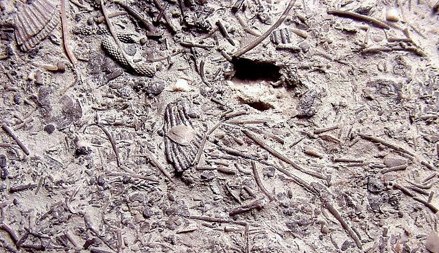 Sea Bottom Fossil Assemblage, Multitude Of Fossils, Arkona