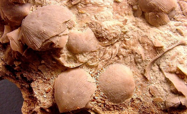 sea floor layer with brachiopods
