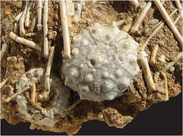 Sea Urchin Acrosalenia, Jurassic, Bajocien, France, Haus Der Stein