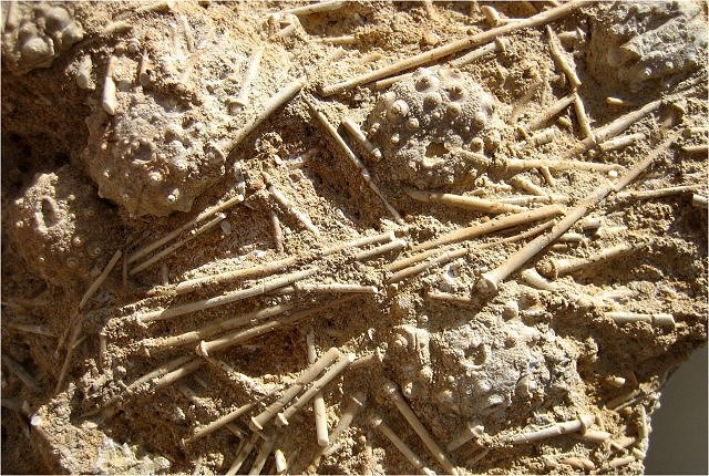 Sea Urchin Acrosalenia, Jurassic, Bajocien, France, Haus Der Stein