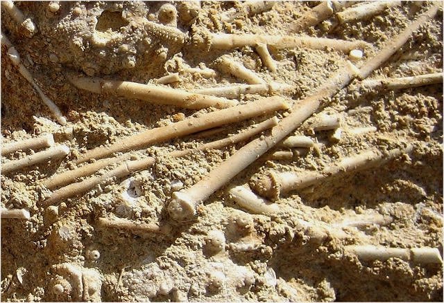 Sea Urchin Acrosalenia, Jurassic, Bajocien, France, Haus Der Stein